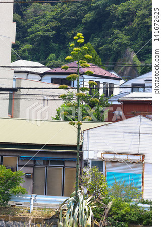 [Natural Wood] Agave 141672625