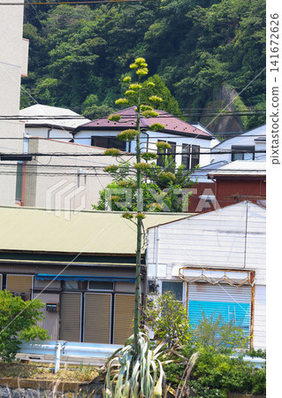 [Natural Wood] Agave 141672626