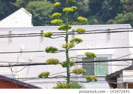 [Natural Wood] Agave 141672641