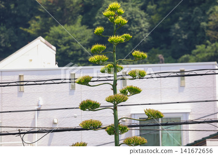 [Natural Wood] Agave 141672656