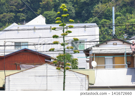 [Natural Wood] Agave 141672660