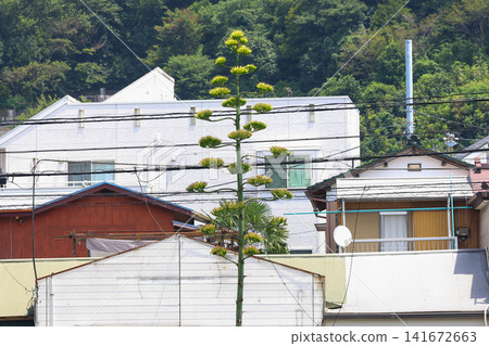 [Natural Wood] Agave 141672663