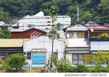 [Natural Wood] Agave 141672670