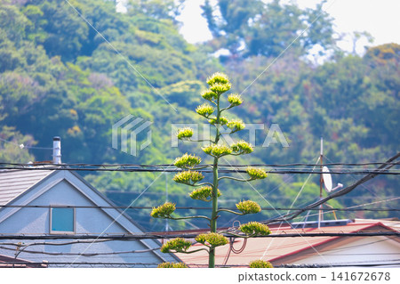[Natural Wood] Agave 141672678