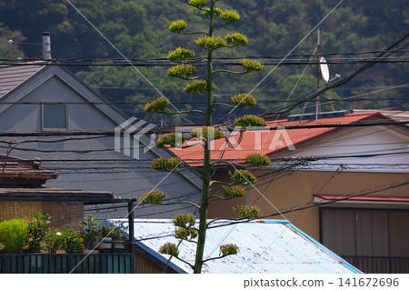[Natural Wood] Agave 141672696