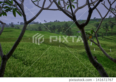 Bali, Indonesia-April 23 2023: Jatiluwih Rice Terraces Scenic area with verdant, undulating rice terraces in the heart of Tabanan Regency attracting hikers, cyclists and photographers. Bali, Indonesia-April 23 2023: Jatiluwih Rice Terraces Scenic area with verdant, undulating rice terraces in the heart of Tabanan Regency attracting hikers, cyclists and photographers. 141672767