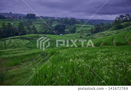 Bali, Indonesia-April 23 2023: Jatiluwih Rice Terraces Scenic area with verdant, undulating rice terraces in the heart of Tabanan Regency attracting hikers, cyclists and photographers. 141672769