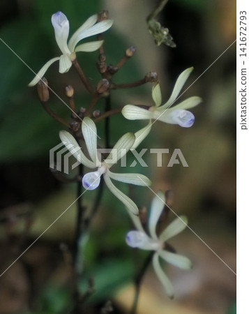 土佐之黑無雙花 土佐之黑無雙花 141672793