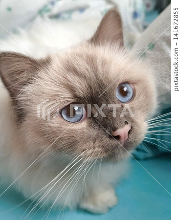 Birman kitten with blue eyes Birman kitten with blue eyes 141672855