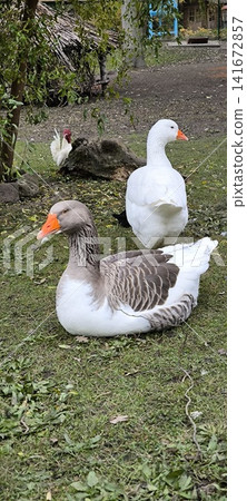 Close-up of geese on a green meadow Close-up of geese on a green meadow 141672857