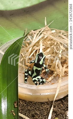 A spotted poison dart frog in a terrarium against a background of foliage A spotted poison dart frog in a terrarium against a background of foliage 141672868