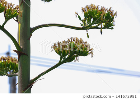 [Natural Wood] Agave 141672981