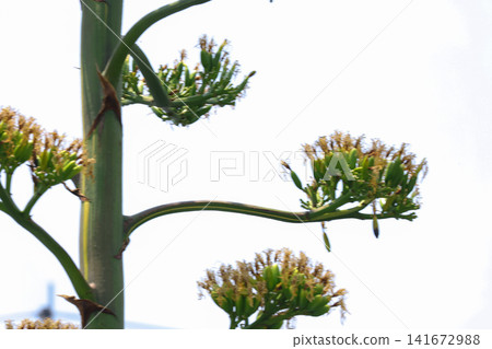 [Natural Wood] Agave 141672988