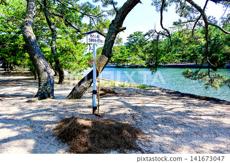[Kagawa] Summer in Sanuki City: Rakes used for raking pine needles in Tsuda no Matsubara 141673047