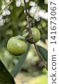 Young Salmonia fruit 141673067