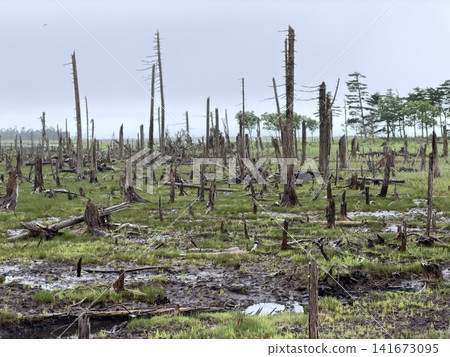 A landscape of dead Sakhalin spruce trees standing upright. A landscape of dead Sakhalin spruce trees standing upright. 141673095