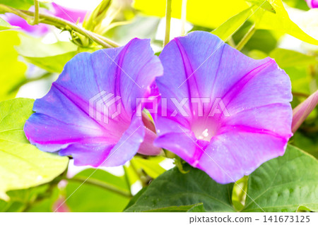 房子周圍的野花,四季色彩繽紛,初夏的清晨,牽牛花開始綻放,在花園樹蔭下閃閃發光。 房子周圍的野花,四季色彩繽紛,初夏的清晨,牽牛花開始綻放,在花園樹蔭下閃閃發光。 141673125