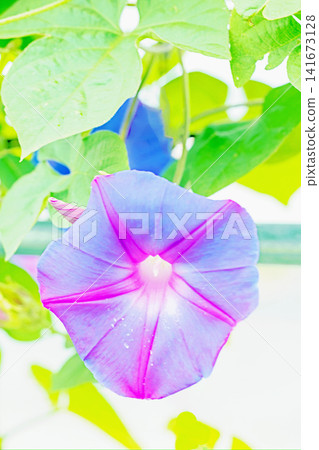 The wildflowers around the house, a variety of colors throughout the seasons, and in the early summer mornings, the morning glories have begun to bloom, shining brightly in the shade of the trees in the garden. The wildflowers around the house, a variety of colors throughout the seasons, and in the early summer mornings, the morning glories have begun to bloom, shining brightly in the shade of the trees in the garden. 141673128