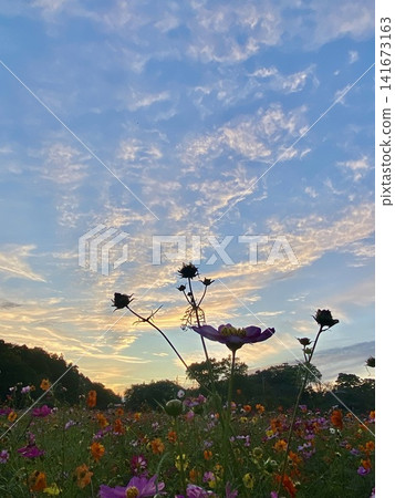 黃昏時分,曙山農業公園裡盛開的波斯菊,映襯著秋日里佈滿卷積雲的天空——一幅令人懷念的秋日傍晚景象。 黃昏時分,曙山農業公園裡盛開的波斯菊,映襯著秋日里佈滿卷積雲的天空——一幅令人懷念的秋日傍晚景象。 141673163