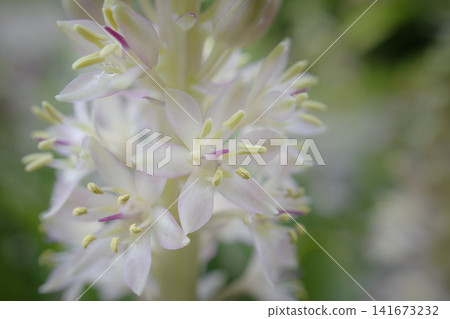 A close-up of a pineapple lily (Eucomis) blooming beautifully in a summer garden; its flower meaning is "You are perfect." 141673232