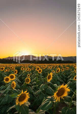 Sunflower field at dusk (Tsunan Sunflower Square) Sunflower field at dusk (Tsunan Sunflower Square) 141673249