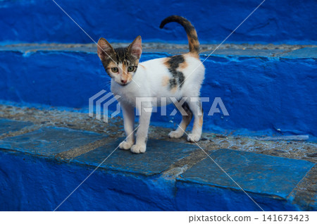 Curious calico kitten on vivid blue painted steps in a sunlit Mediterranean street Curious calico kitten on vivid blue painted steps in a sunlit Mediterranean street 141673423