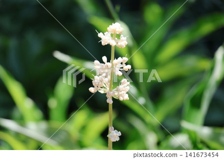 A close-up view of the white flowers of *Ophiopogon japonicus*. A close-up view of the white flowers of *Ophiopogon japonicus*. 141673454