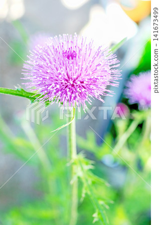 The wildflowers around the house, a variety of colors throughout the seasons, and the beautiful pink thistles add a splash of color to the grove of trees. 141673499