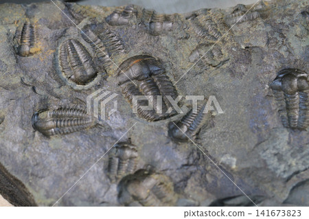 nice trilobite fossil nice trilobite fossil 141673823