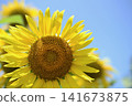 Sunflowers blooming towards the blue sky 141673875