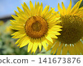 The big sunflower 141673876
