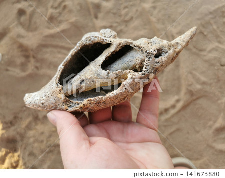 old sea shell in human hand old sea shell in human hand 141673880