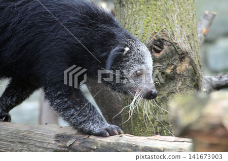 Arctictis binturong exotic animal Arctictis binturong exotic animal 141673903
