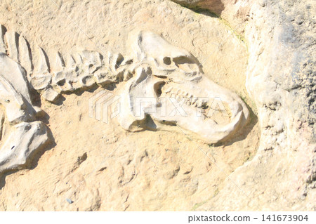 old animal skeleton old animal skeleton 141673904
