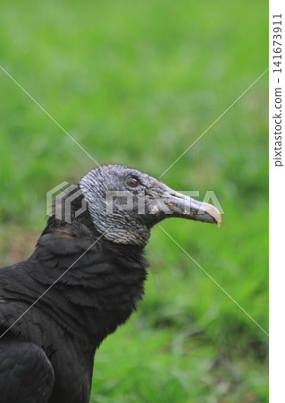 nice black vulture nice black vulture 141673911