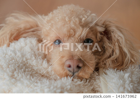 A toy poodle sleeping under a white blanket, an image of a nap. A toy poodle sleeping under a white blanket, an image of a nap. 141673962