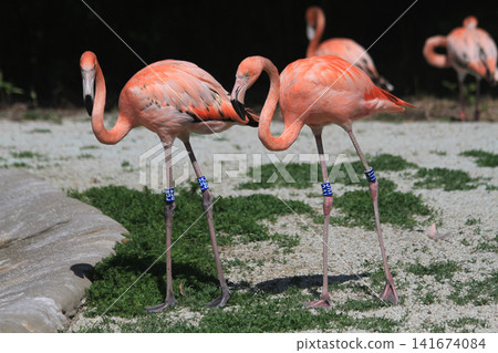 beautiful flamingo bird beautiful flamingo bird 141674084