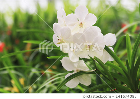 orchidea flowers texture orchidea flowers texture 141674085
