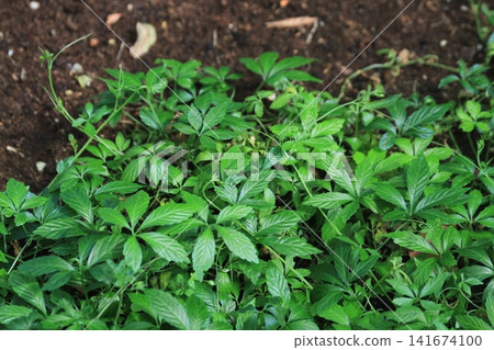 jiaogulan (gynostemma penthyllum) plant jiaogulan (gynostemma penthyllum) plant 141674100