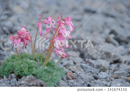 The flowers of the Dicentra peregrina blooming in the gravelly ground and the copy space on the right. The flowers of the Dicentra peregrina blooming in the gravelly ground and the copy space on the right. 141674150