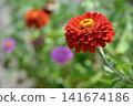 Red zinnia 141674186