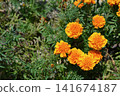 Landscape with marigold flowers 141674187