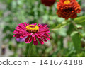 Pink senior 141674188