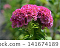 Pink celosia 141674189