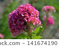 Pink celosia 141674190
