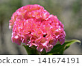 Pink celosia 141674191