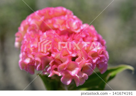 粉紅色雞冠花 粉紅色雞冠花 141674191