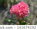 Pink celosia 141674192