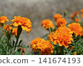 bright marigold 141674193