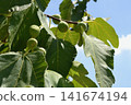 Blue figs 141674194